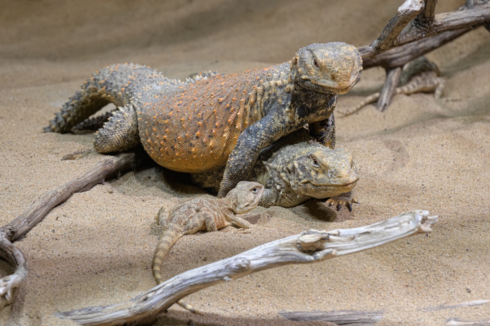 Páření trnorepů mezopotámských – jedněch z nejvzácnějších ještěrů v Zoo Praha – lze během těchto týdnů pozorovat v expozici Kattakum v Pavilonu šelem a plazů. Námluvy spojené s poskakováním samců či boji o samičky se v tomto teráriu týkají i jeho ostatních obyvatel, např. agam stepních (též na snímku). Foto Petr Hamerník, Zoo Praha