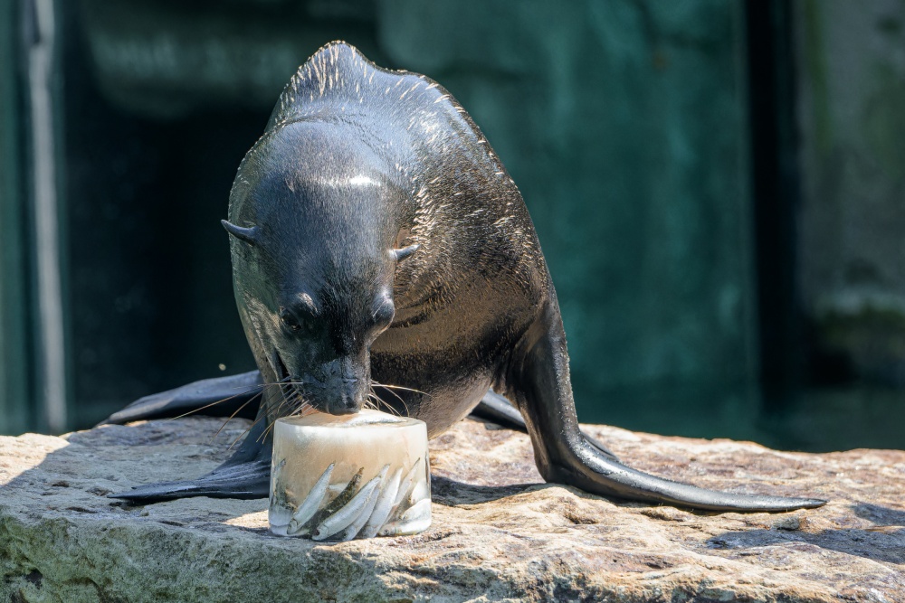 Lachtani jihoafričtí dostanou ryby či olihně zamražené do ledových kostek během ukázky veterinárního tréninku ve 13.30. Foto Petr Hamerník, Zoo Praha