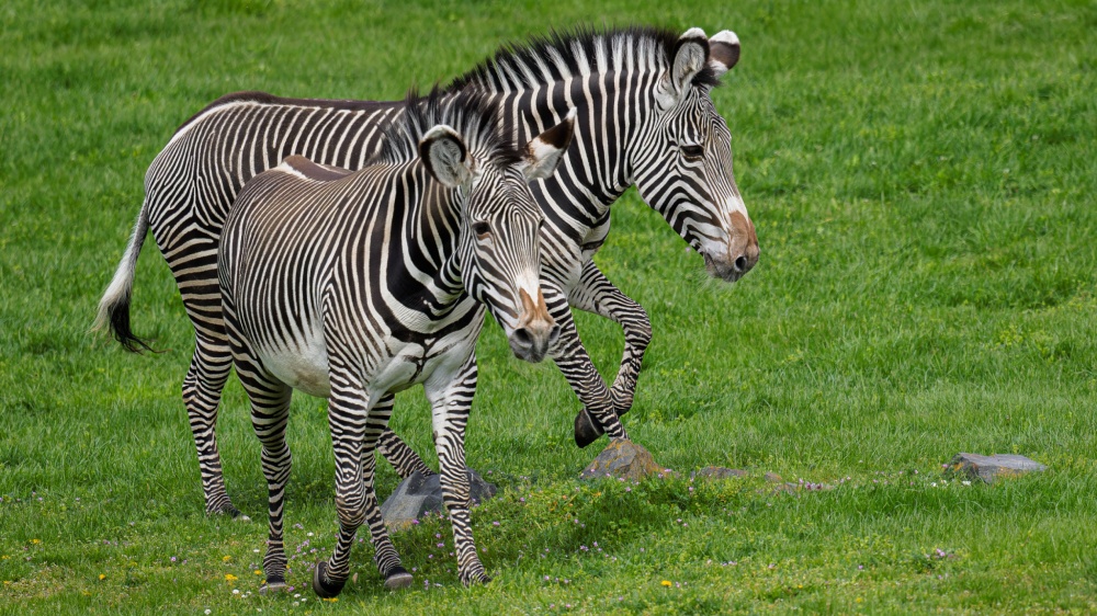 Zebra Grévyho je nejen největším, ale i nejohroženějším druhem zebry. Od ostatních zeber je odlišuje například velmi úzké pruhování. Foto Petr Hamerník, Zoo Praha