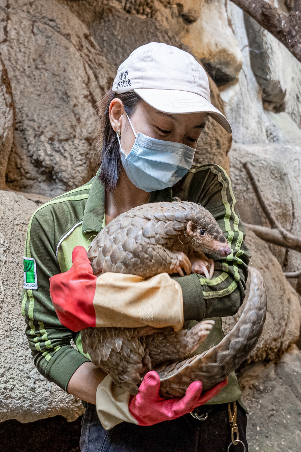 Chovatelka luskounů v Taipei Zoo drží samičku Run Hou Tang. Foto Taipei Zoo