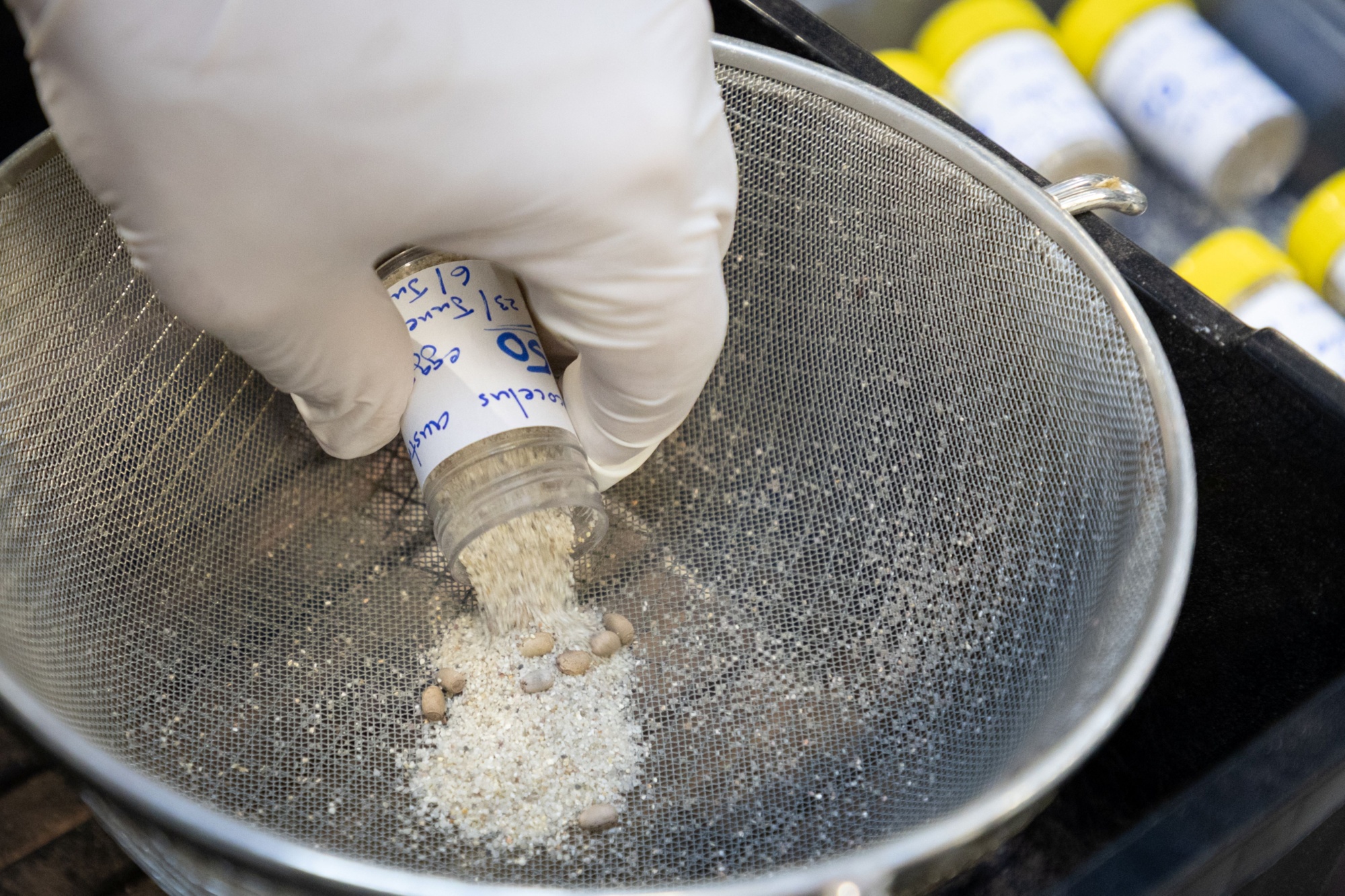 After being sieved, the eggs will be placed in a mixture of beige vermiculite and brick-red Seramis clay granules. Prague Zoo currently keeps around 200 individuals. By monitoring the insects and recording observations from their husbandry, Prague Zoo fulfils an important research role as a modern zoological garden. Photo: Tereza Mrhálková, Prague Zoo After being sieved, the eggs will be placed in a mixture of beige vermiculite and brick-red Seramis clay granules. Prague Zoo currently keeps around 200 individuals. By monitoring the insects and recording observations from their husbandry, Prague Zoo fulfils an important research role as a modern zoological garden. Photo: Tereza Mrhálková, Prague Zoo