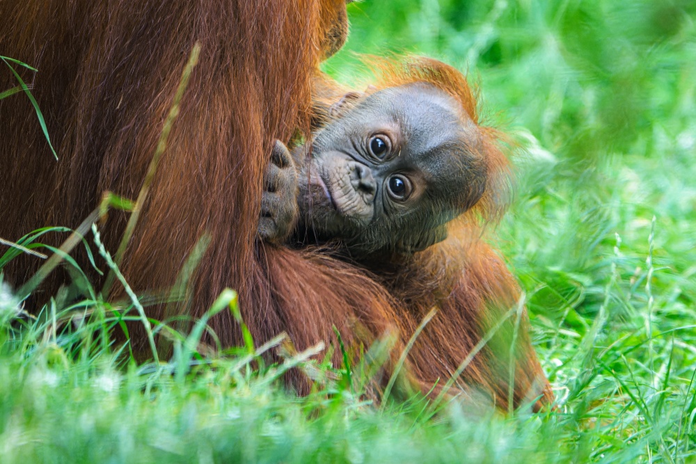 Malého orangutaního samečka Harapana zastihnou návštěvníci Zoo Praha ve venkovní expozici Indonéské džungle každý den po 15. hodině. Foto Petr Hamerník, Zoo Praha