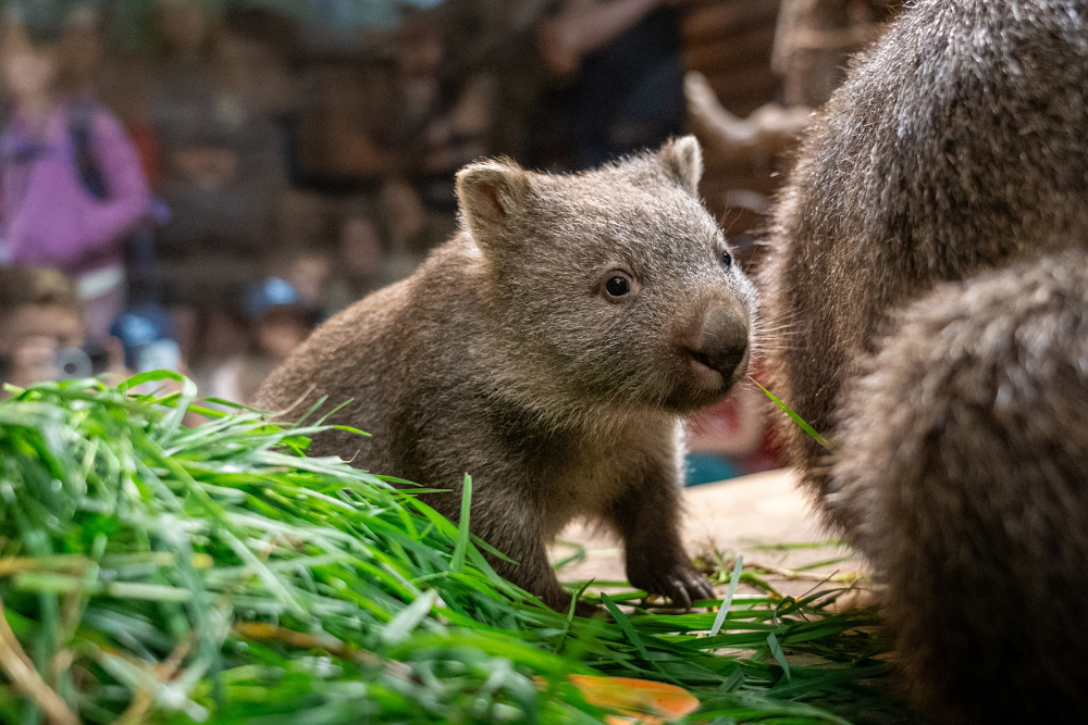 Foto: Oliver Le Que, Zoo Praha