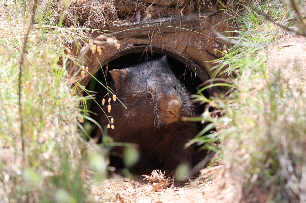 Zachráněný vombat vyhlíží z umělé nory vybudované pracovníky organizace Wombat Rescue. Tohoto jedince dělí už jen málo od návratu do volné přírody. Foto Wombat Rescue