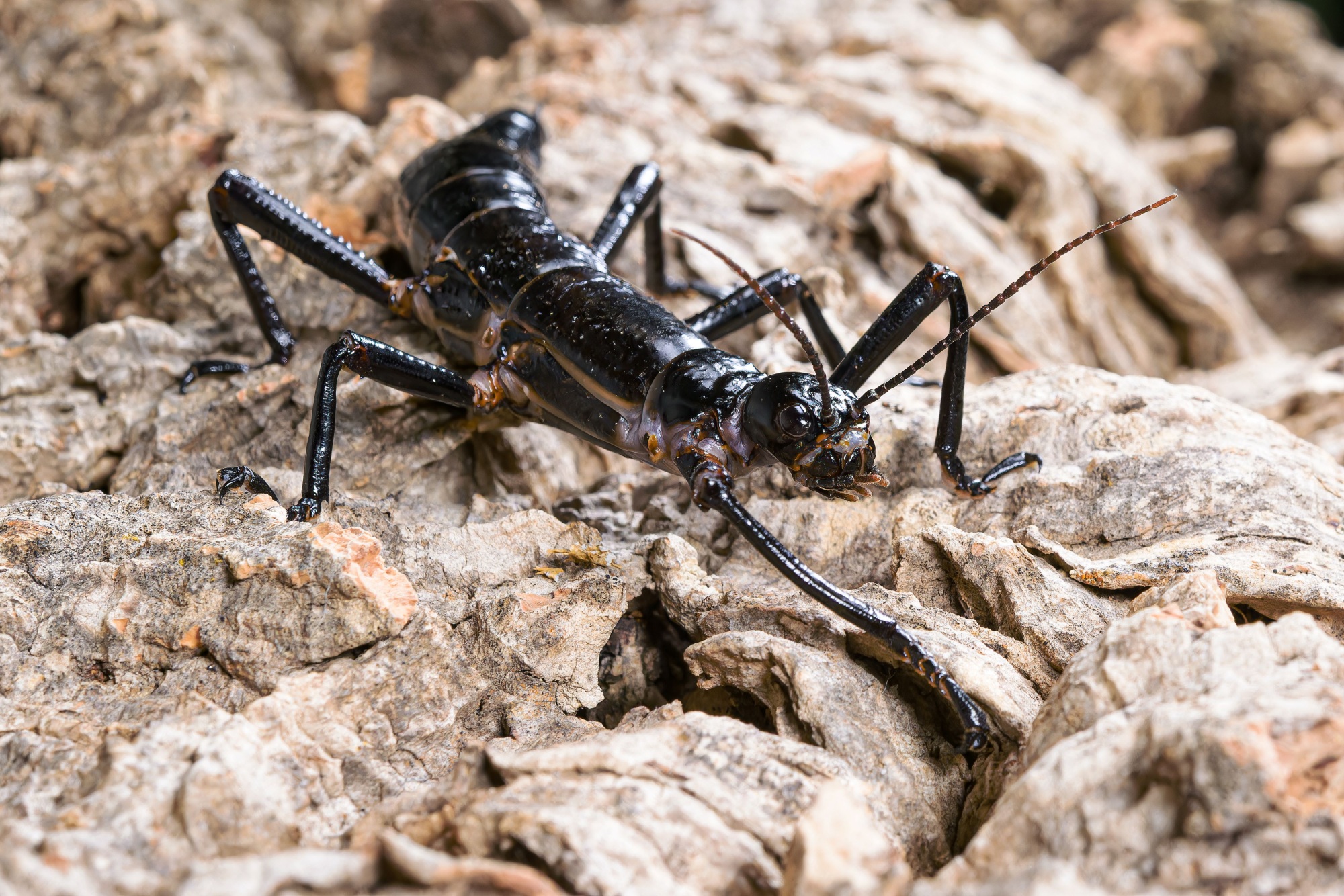 Males differ from females (pictured) in several ways, including the more pronounced spines on their hind legs. The differences between the sexes become visible after approximately the fourth moult. Photo: Petr Hamerník, Prague Zoo Males differ from females (pictured) in several ways, including the more pronounced spines on their hind legs. The differences between the sexes become visible after approximately the fourth moult. Photo: Petr Hamerník, Prague Zoo