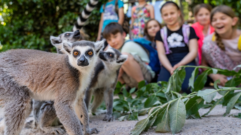 Kdy jít do ZOO?