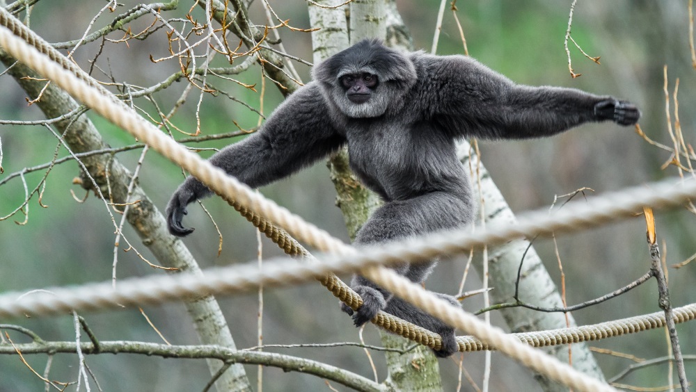 Samec Flip se osmělil a ven se vypravil jako první. Foto: Petr Hamerník, Zoo Praha