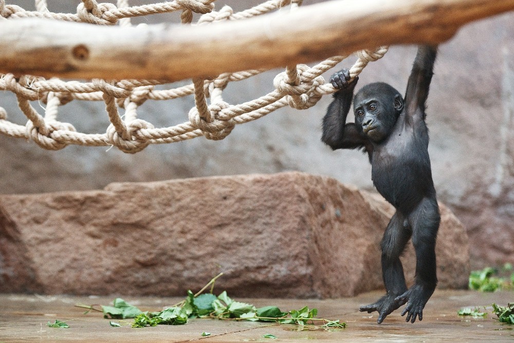 Gorilí sameček Nuru oslaví první narozeniny. Foto: Tomáš Adamec, Zoo Praha