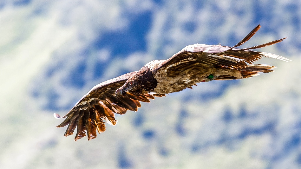 Samice orlosupa Bernd nad Alpami. Foto: Antonín Vaidl, Zoo Praha