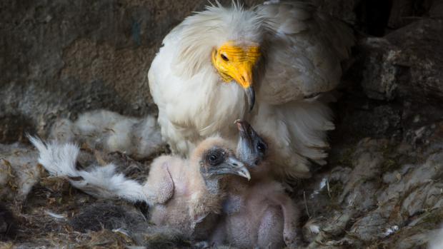 Supi mrchožraví jsou specifičtí tím, že dovedou odchovat i dvě mláďata v jednom hnízdě. Foto: Václav Šilha, Zoo Praha 