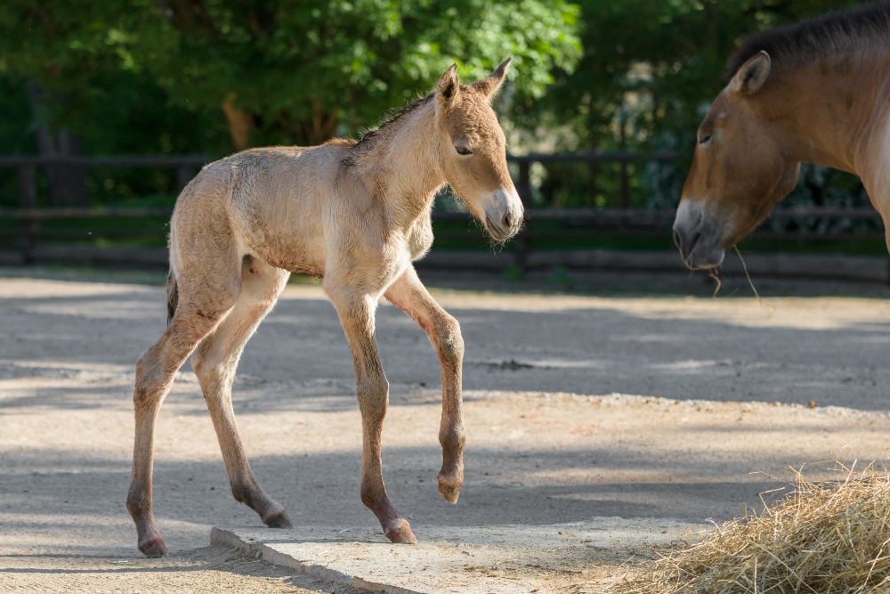 Hříbě koně Převalského narozené v pražské zoo je již druhým letošním přírůstkem do stáda. Foto: Petr Hamerník, Zoo Praha.