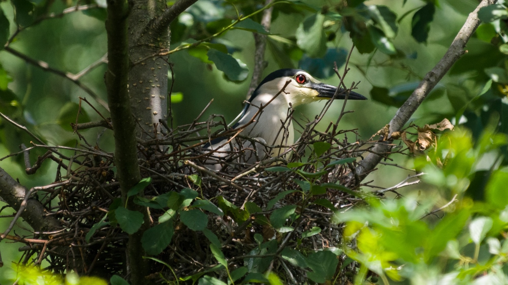 Photo: Petr Hamerník, Prague Zoo