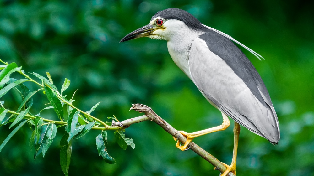 Photo: Petr Hamerník, Prague Zoo