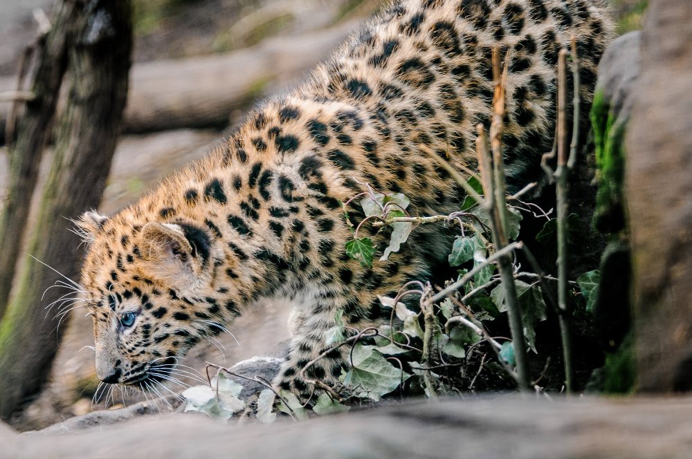 Nejodvážnější z mláďat byla samička, foto: Jana Ptačinská Jirátová, Zoo Praha