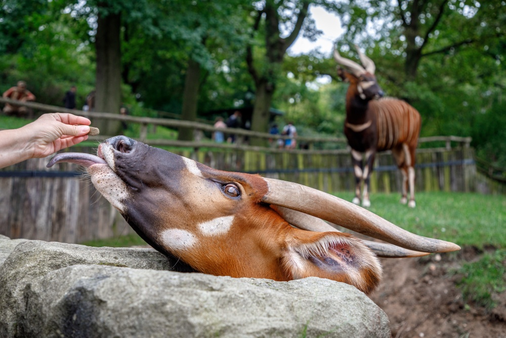 Foto: Miroslav Bobek, Zoo Praha