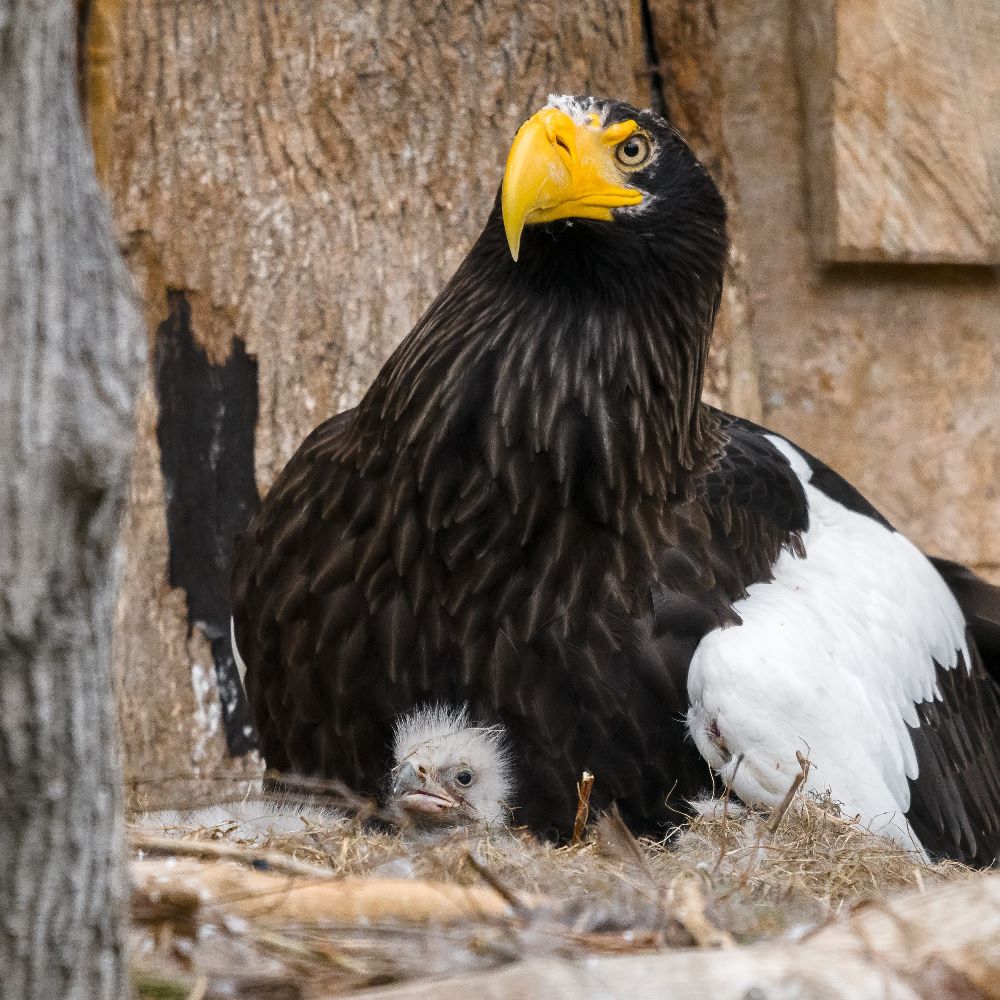 Chovatelé museli mláďata na hnízdě střídat.  Foto Petr Hamerník, Zoo Praha.