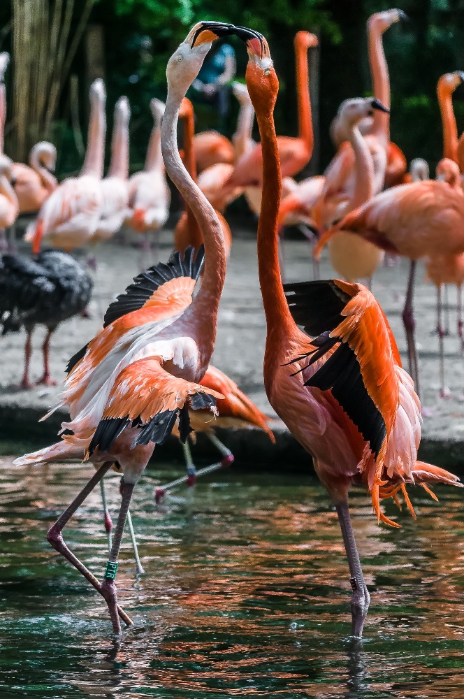 Sobota bude patřit v Zoo Praha plameňákům. Komentované setkání u plameňáků chilských a kubánských proběhne v 11.30. Foto: Petr Hamerník, Zoo Praha.