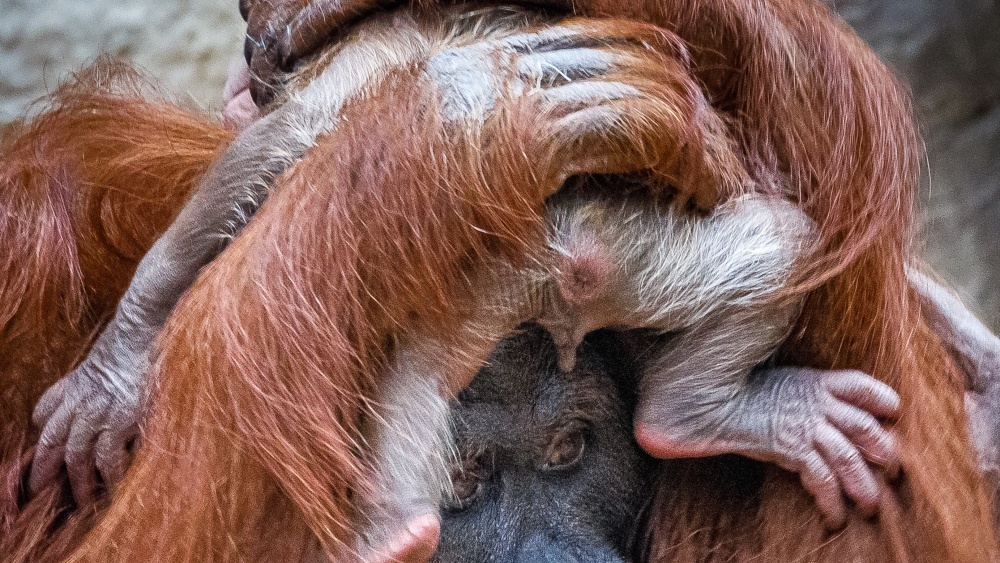 Klíčový snímek, o němž pojednává celý článek. Foto: Miroslav Bobek, Zoo Praha