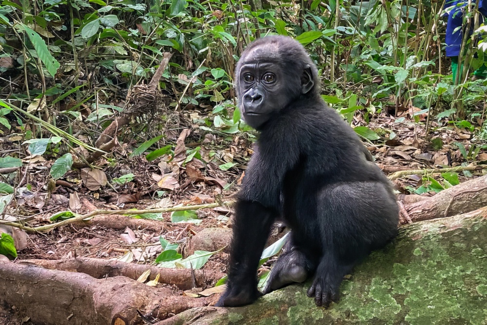 Gorilí samička v záchranné stanici v Méfou. Foto Jo Gaweda, Ape Action Africa