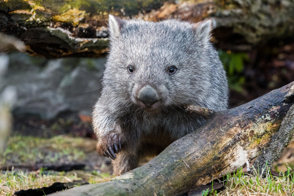 Foto: Petr Hamerník, Zoo Praha