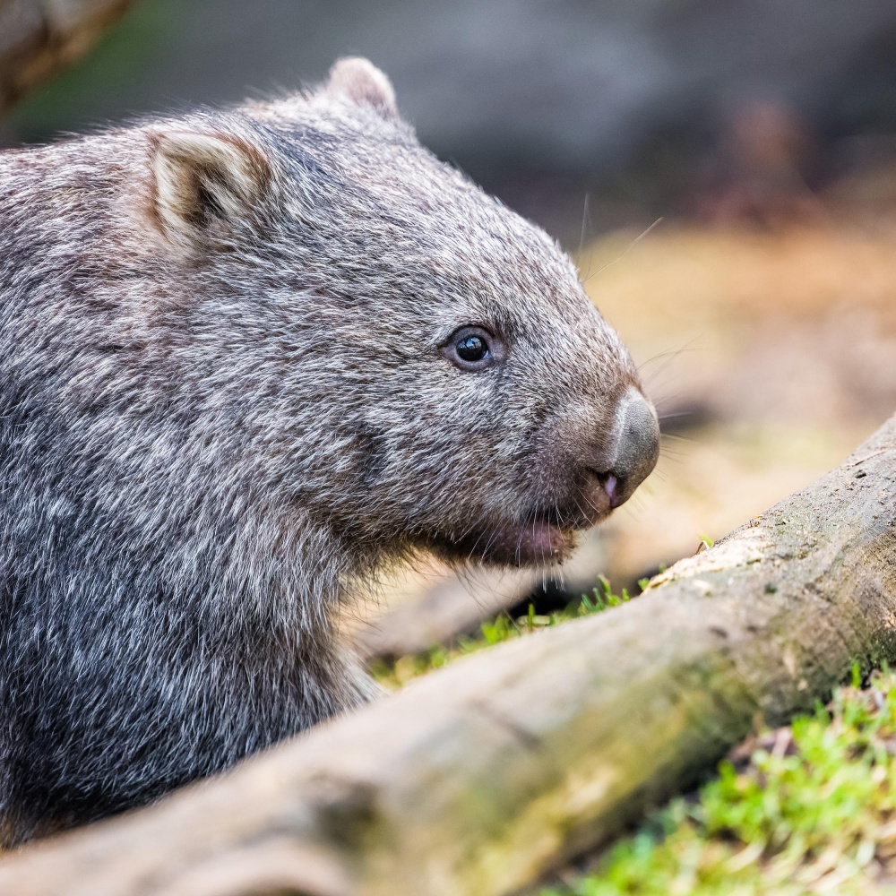 Foto: Petr Hamerník, Zoo Praha