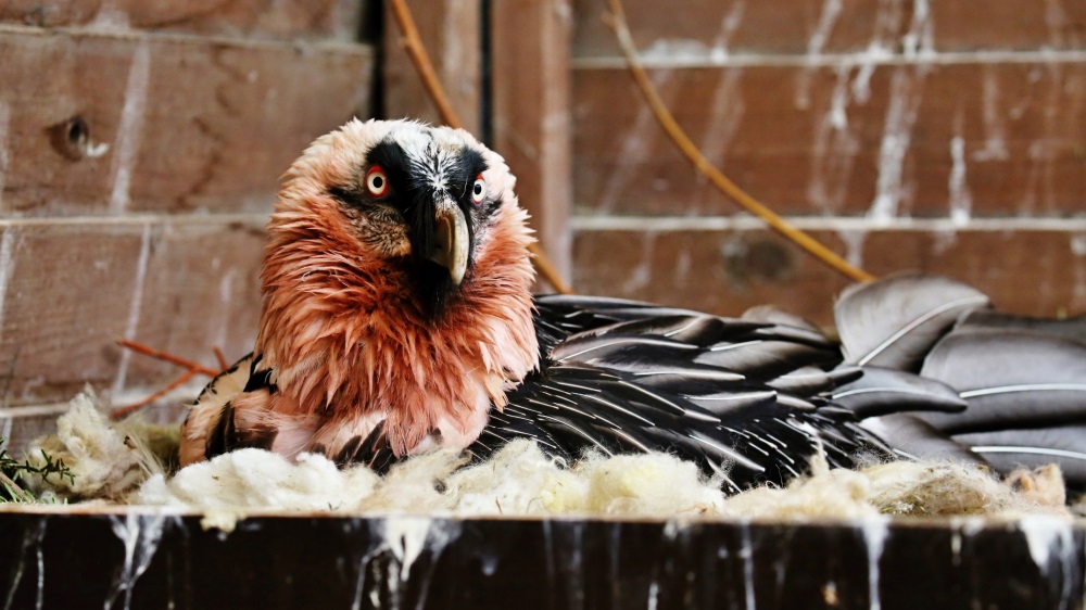 Molly, foto: Miroslav Bobek, Zoo Praha