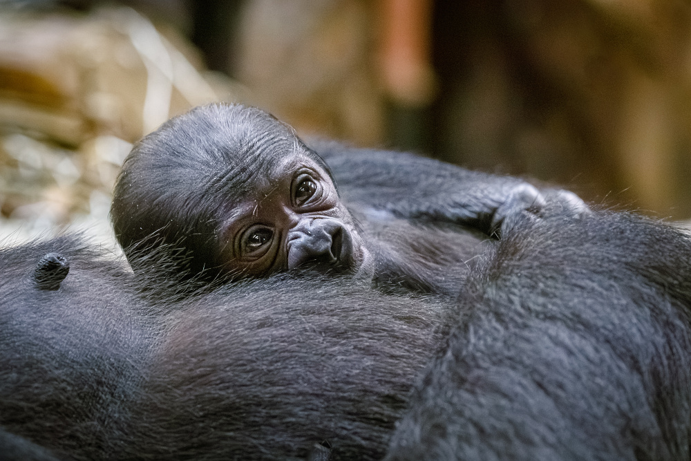 Příběh pokračuje: Mojina dcera Duni porodila v Zoo Praha vlastní mládě. Foto Miroslav Bobek