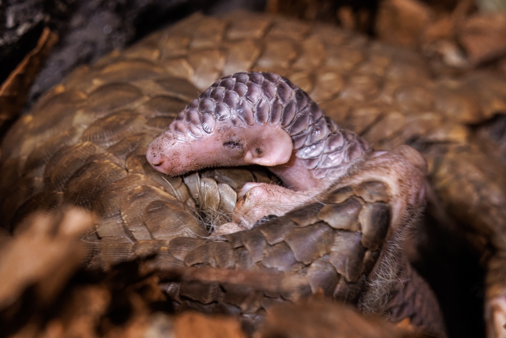 Druhé mládě s matkou Tang. Foto: Miroslav Bobek, Zoo Praha