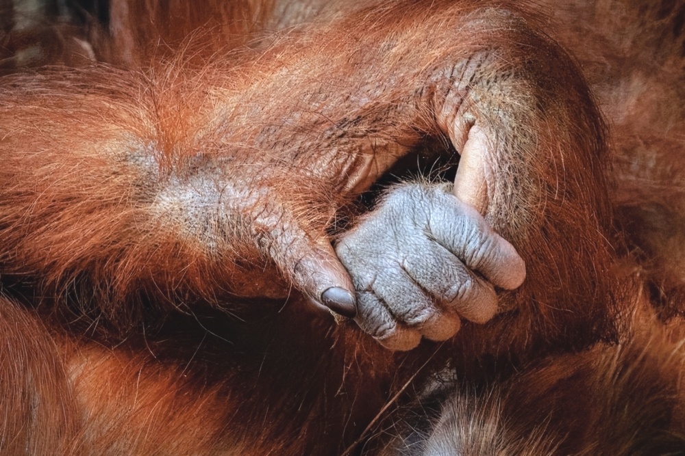 Foto: Miroslav Bobek, Zoo Praha