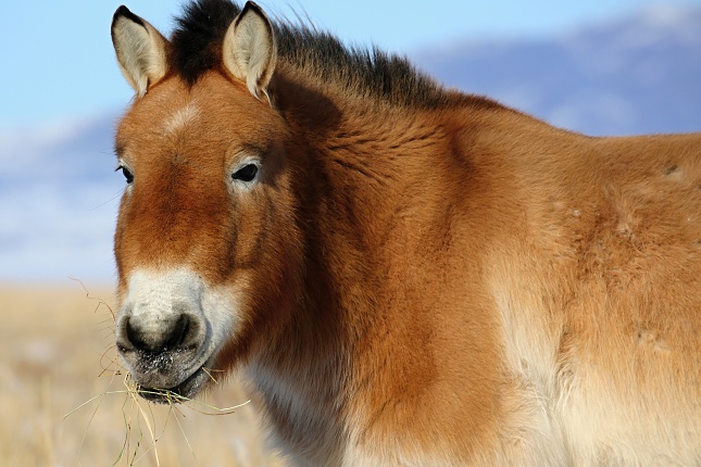 The mare Paradise that we flew to the Gobi in 2015. Photo by Miroslav Bobek, Prague Zoo