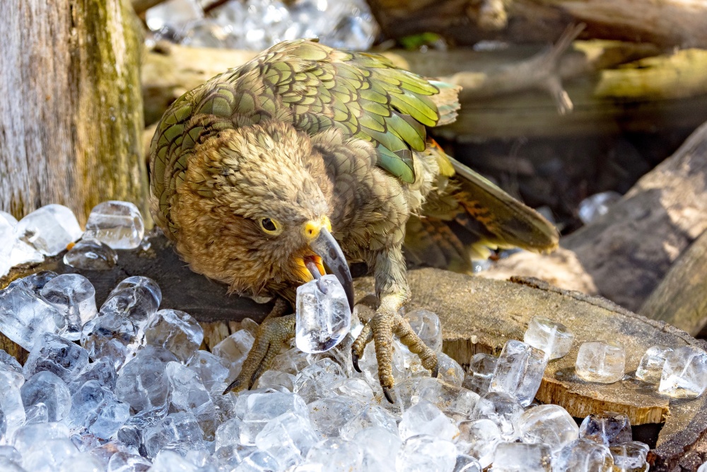 Foto: Miroslav Bobek, Zoo Praha