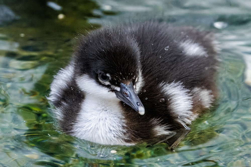 Mládě morčáka paranského, foto: Miroslav Bobek, Zoo Praha