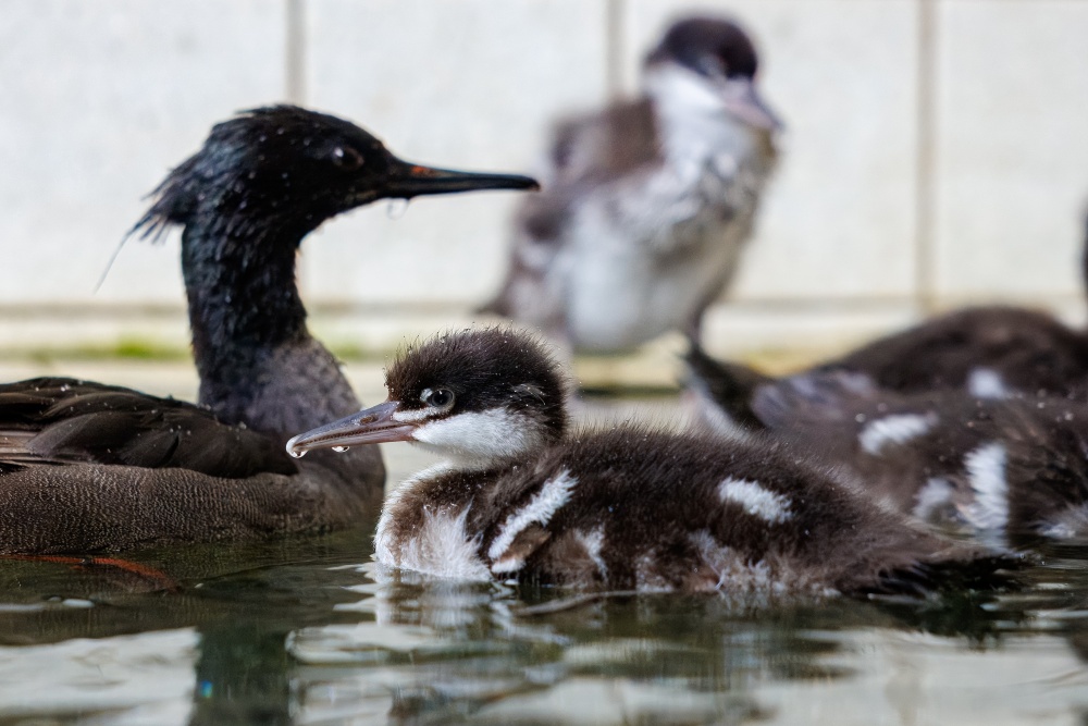 Morčák paranský, foto: Miroslav Bobek, Zoo Praha