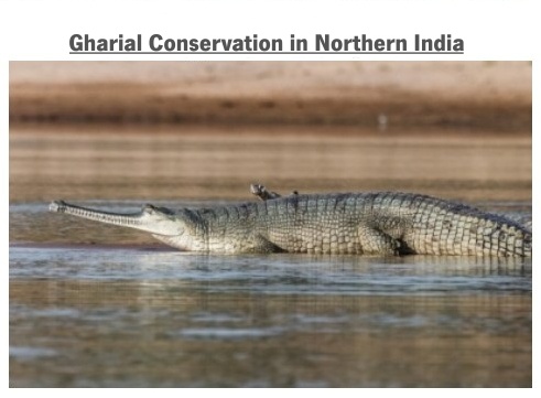 Pomahame ochrana gavialu EN