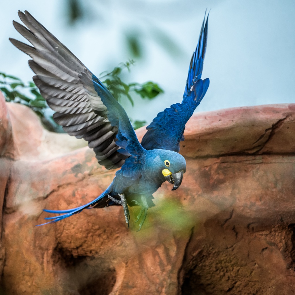 Ara Learův v Rákosově pavilonu vzácných papoušků. Foto: Petr Hamerník, Zoo Praha