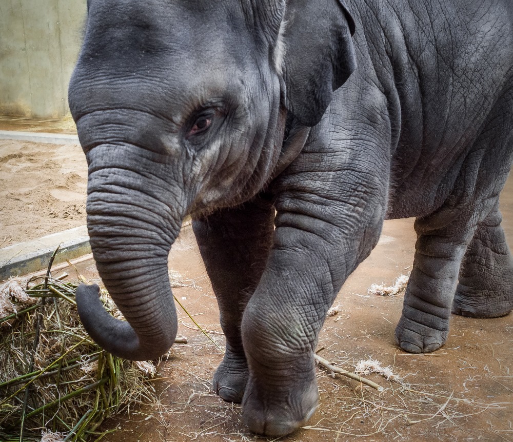 Sita je sice stále závislá na své matce, ale pomalu se začíná učit větší samostatnosti. Foto: Miroslav Bobek, Zoo Praha