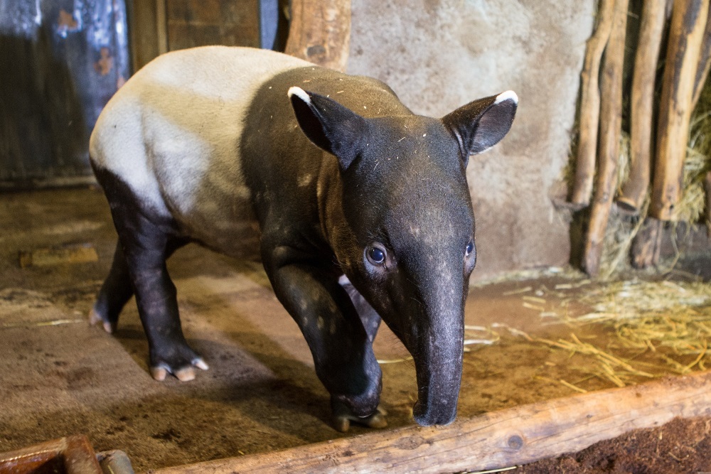 Mládě tapíra čabrakového dostalo jméno Budak Puntja, což se dá přeložit jako kluk Punťa. Foto: Václav Šilha, Zoo Praha  