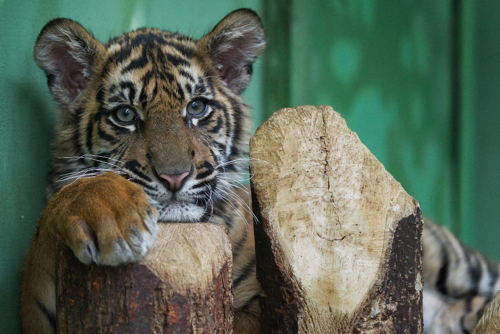 Tygří kotě bude poprvé k vidění v pondělí 23. prosince ve zrekonstruovaném Pavilonu velkých kočkovitých šelem. Foto: Tomáš Adamec, Zoo Praha