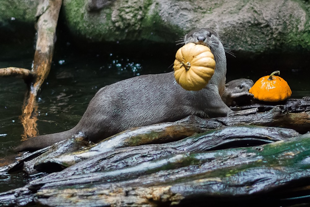 Možná trochu nečekaně dělají dýně radost i vydrám. Foto: Petr Hamerník, Zoo Praha