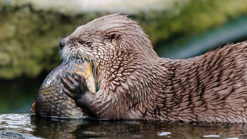 Vydra severoamerická si pochutnává na kaprovi, foto: Petr Hamerník, Zoo Praha