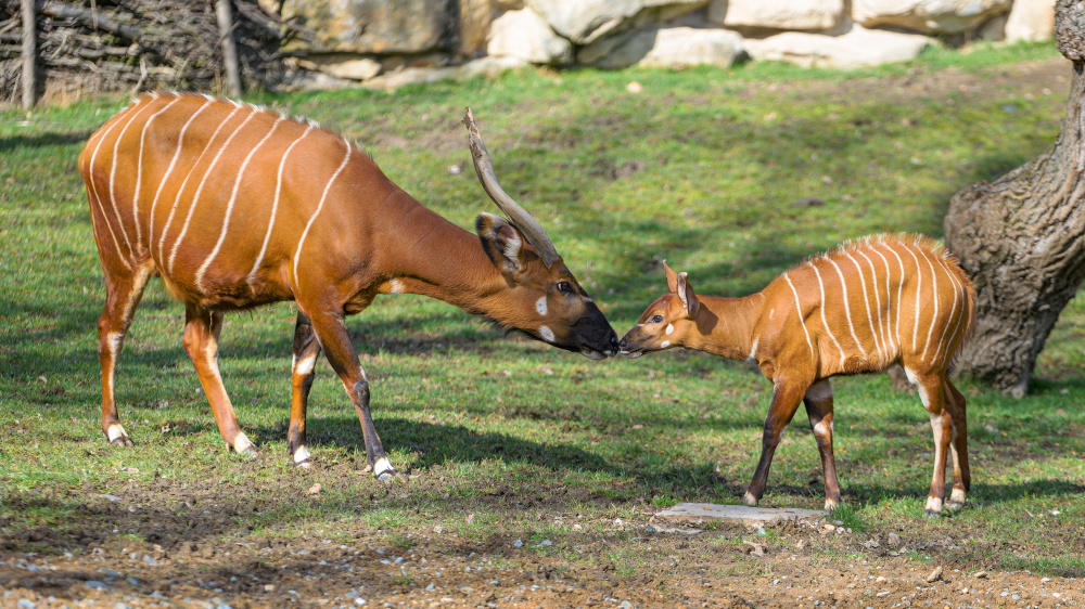 Bongo horský, foto: Petr Hamerník, Zoo Praha