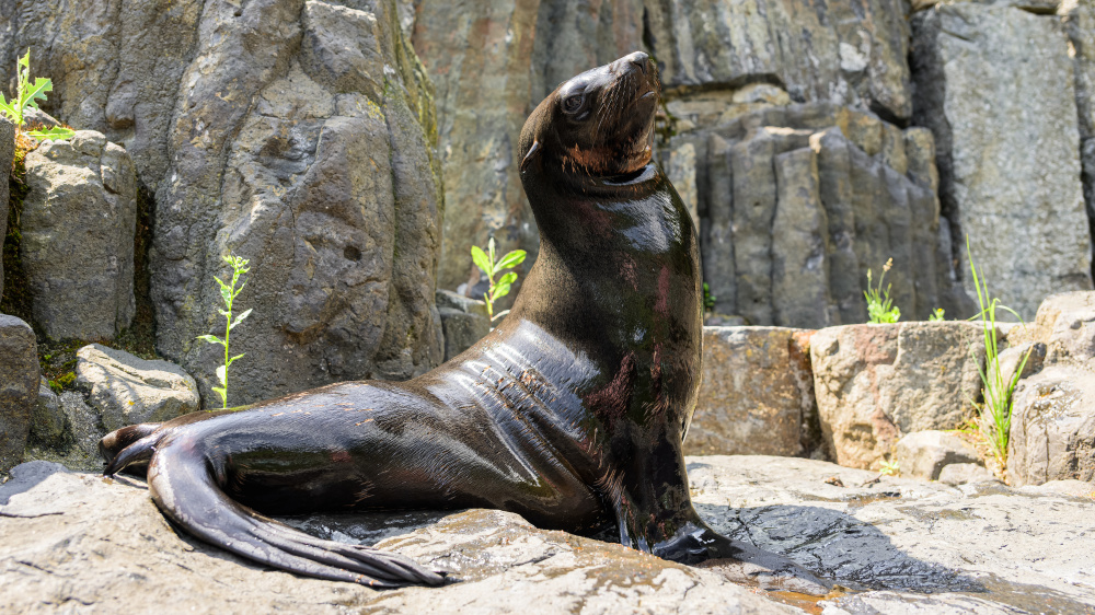 Samec lachtana jihoafrického, foto: Petr Hamerník, Zoo Praha