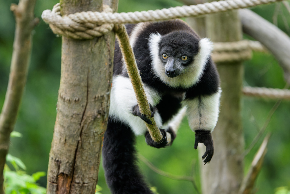 Vari bělopásý, foto: Petr Hamerník, Zoo Praha