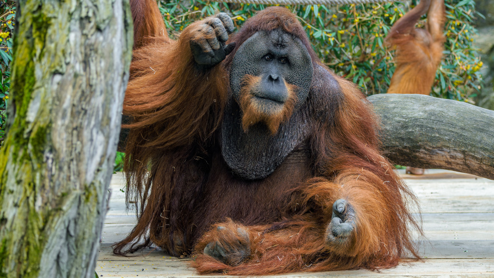 Orangutan sumatérský, foto: Petr Hamerník, Zoo Praha