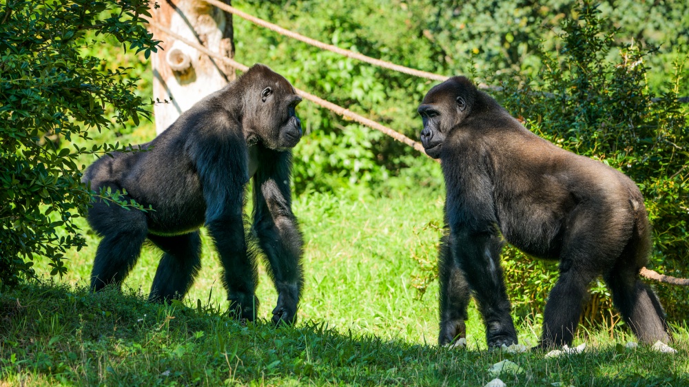 Foto: Petr Hamerník, Zoo Praha