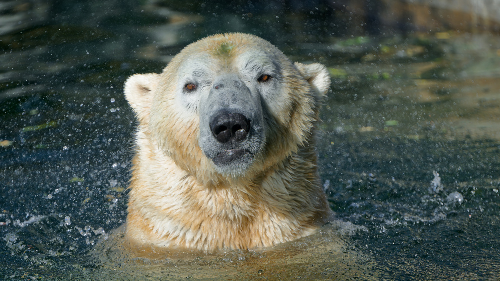 Medvěd lední, foto: Petr Hamerník, Zoo Praha