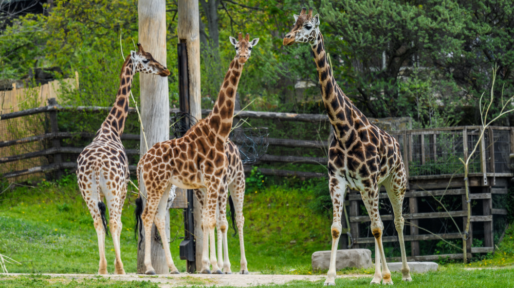 Žirafy severní núbijské, foto: Petr Hamernik, Zoo Praha