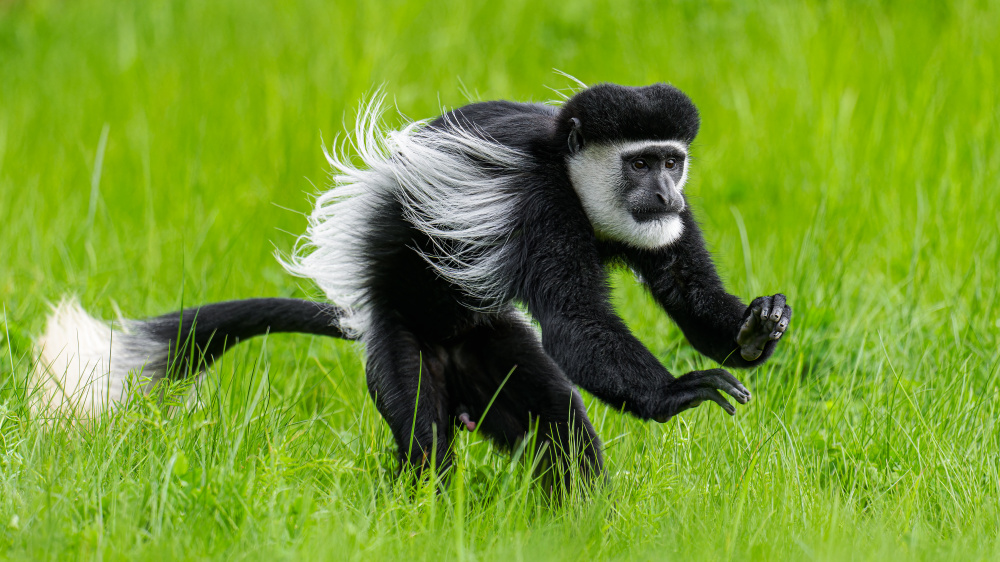 Gueréza pláštíková, foto: Petr Hamerník, Zoo Praha