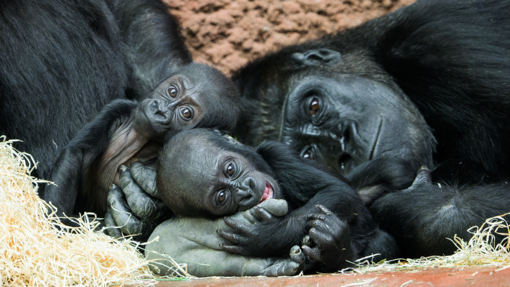 Gorily nížinné, foto: Petr Hamerník, Zoo Praha