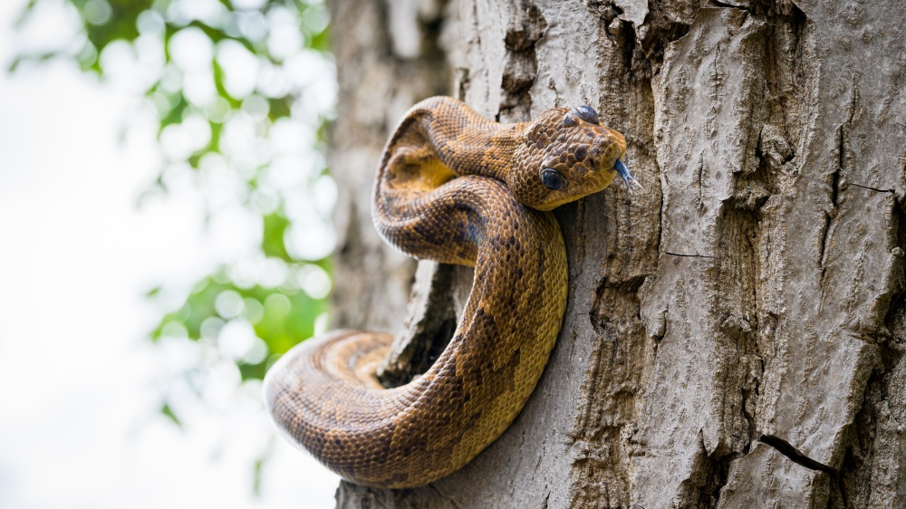 Hroznýšovec kubánský, foto: Petr Hamerník, Zoo Praha